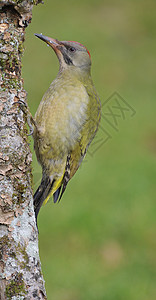 绿色啄木鸟户外的年轻的高清图片