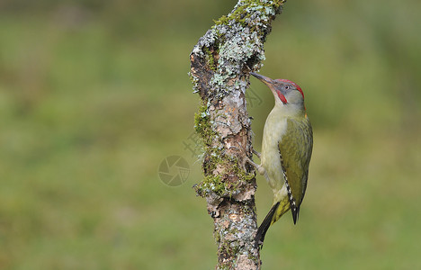绿色啄木鸟分行上的欧洲女性绿色木鸟荒野红色啄木鸟画报野生动物森林动物背景