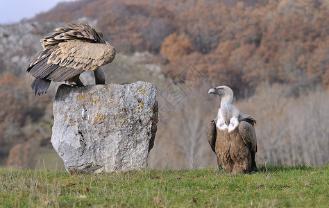 葛里芬秃鹰在石头上徘徊吉卜赛猎物动物群清道夫野生动物动物狮鹫荒野捕食者背景图片