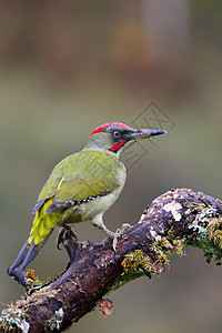 绿色啄木鸟红色的户外的高清图片