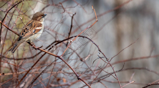 树麻雀在白上被孤立 过路人蒙塔努斯问候语动物姿势鸟类主题花园唱歌荒野明信片公园背景图片
