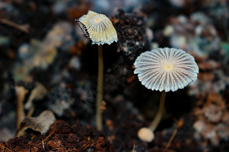 粪菌移植堆肥垃圾箱中的蘑菇 他们在那里帮助d菌类材料堆肥墨帽毒蘑菇蚯蚓阳伞背景