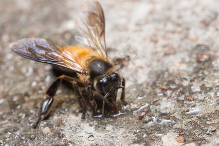皇家蜜蜂宏花粉黄色宏观蜂巢背景图片