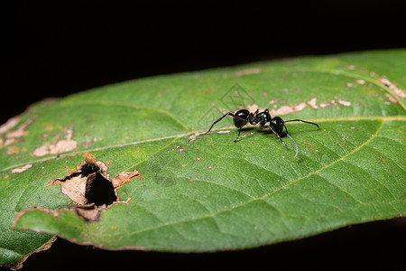 叶子上黑蚂蚁昆虫背景图片