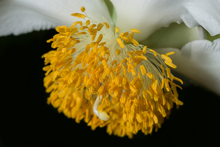 宏花粉背景宏观向日葵黄色背景图片