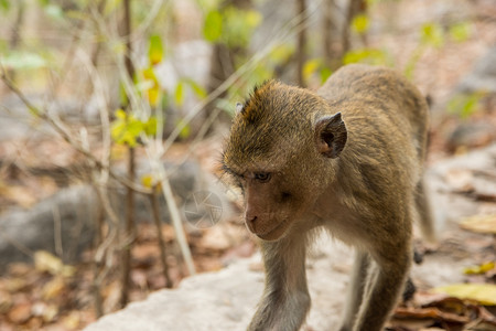 野外的猴子乌布动物森林婴儿高清图片