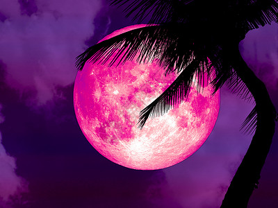 超级粉色月亮背影椰子棕榈树背景图片