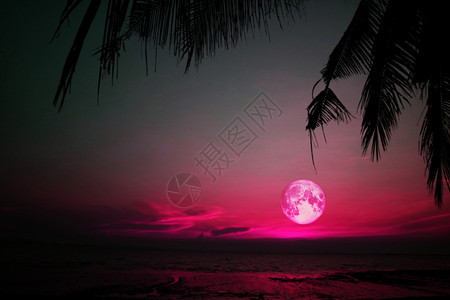 在黑暗的红色彩色天空中 双影树上的超级粉红圆月亮背景图片