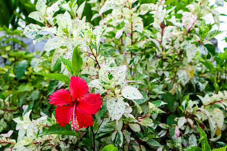 叶子上红中国玫瑰和白绿色鞋花植物季节橙子花粉热带花瓣花园植物群芙蓉背景图片