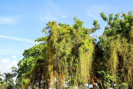 寄生植物在废弃区域快速生长并覆盖树木高清图片