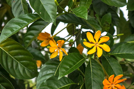 一棵开花的树花椰树是一棵大热带灌木或小树 Bloom叶子栀子花金子香水宏观花瓣季节情调温泉花园背景
