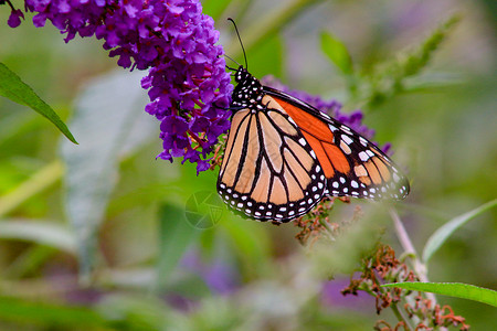 Monarch 蝴蝶 Danaus 两面派食用紫蝴蝶b背景图片