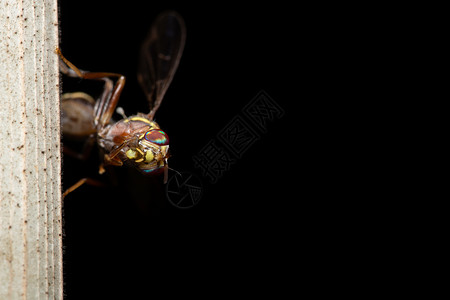 植物上的果蝇宏观野生动物动物插件背景图片