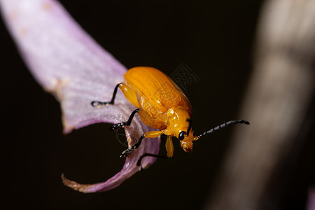 植物甲甲虫漏洞叶子昆虫绿色宏观背景图片