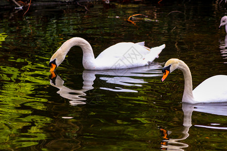 一对无声天鹅 在池塘上预示着他们的羽毛野生动物游泳翅膀离合器夫妻蓝色外貌动物飞行丑小鸭背景图片