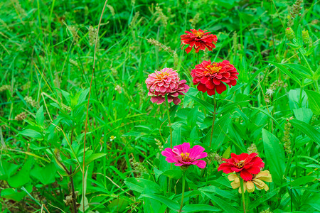 植物染色开花在庭院绿草backgroun的百日草花公园植物学场地花园叶子食物雏菊花瓣美丽宏观背景