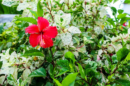叶子上红中国玫瑰和白绿色花园芙蓉植物橙子花瓣热带鞋花植物群花粉季节背景图片