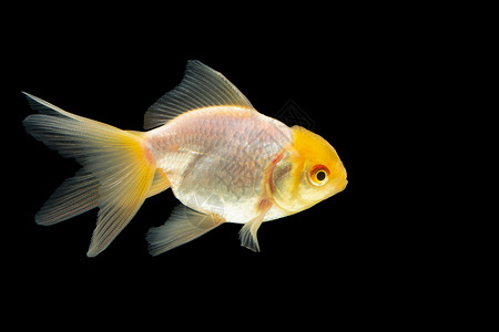 金鱼大型白头金子背景图片