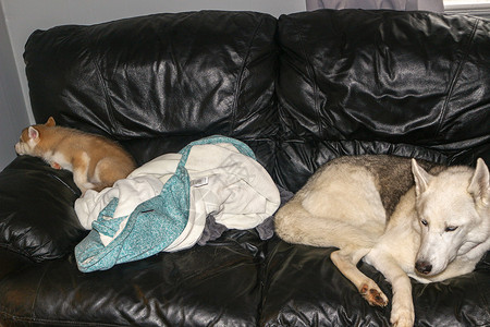 狗狗无聊表情包可爱的西伯利亚雪橇犬睡在舒适的沙发上 可爱的哈士奇狗狗在主人沙发上蜷缩成一团 期待主人的到来 无聊宠物的概念朋友毛皮房子家具睡眠背景