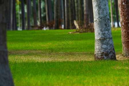 绿草在棕榈和椰子树之间的庭院里和 th背景图片