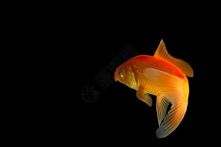 Carp 金金鱼宠物金子白色背景图片