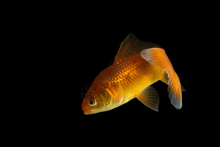 Carp 金金鱼白色金子宠物背景图片