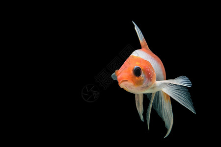 科伊鱼色黑色红色白色鲤鱼动物背景图片
