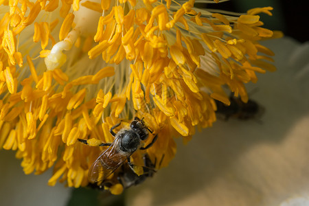 花朵上的蜜蜂宏花粉昆虫蜂蜜宏观背景图片