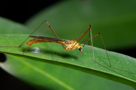 巨形昆虫腿眼睛叶子背景图片