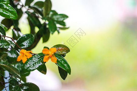 雨水降下时 花朵在花园中开花背景图片