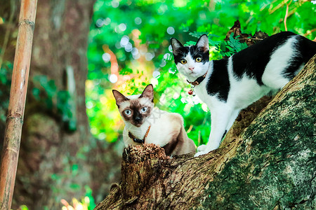 夏天已来西亚猫爬上树来抓松鼠 但它不能攀登动物眼睛橙子帮助毛皮木头情绪宠物叶子猫科背景