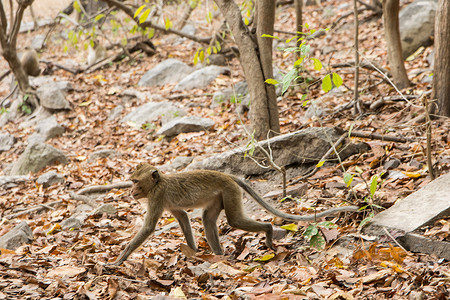 猴子在森林中行走棕色森林荒野背景图片