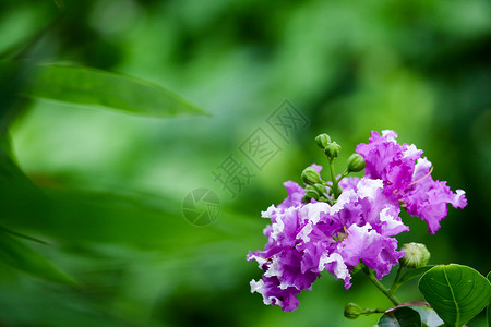 紫色花朵植物树盛开印度高清图片