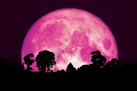 花之物语超级粉色月亮背影树植物和夜云背景