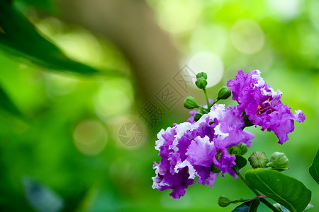 紫色花朵植物树美丽的开花高清图片