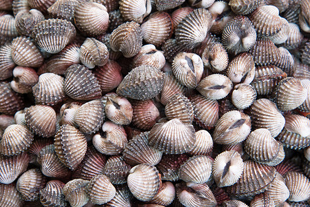 新鲜的沿海生活海岸市场动物贝壳甲壳海洋收藏食物高清图片