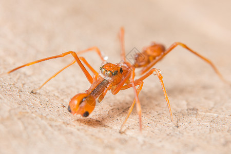 大型蜘蛛红蚂蚁模仿红色宏观背景图片