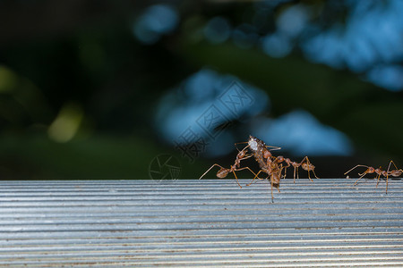 特写蚂蚁红色团队昆虫宏观动物背景图片