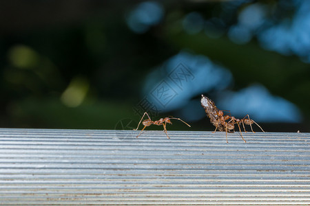 特写蚂蚁红色动物宏观团队昆虫背景图片