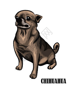 有趣棕色狗一只棕色的吉娃娃狗 eps 1插画