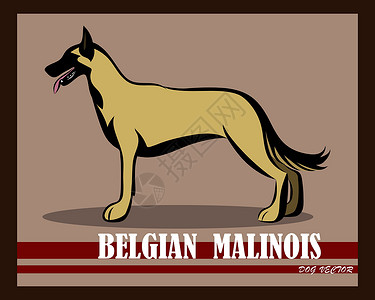 比利时牧羊犬玛利诺犬矢量狗 eps 1荒野插图牧羊人忠诚宠物打猎标识艺术安全草图插画
