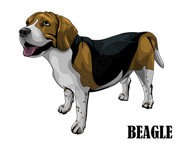 比格尼亚比格犬在 eps 1 上方看创造力朋友小狗黑色猎犬动物插图哺乳动物爪子吉祥物插画