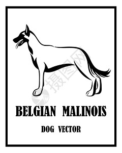 比利时牧羊犬玛利诺犬矢量狗 eps 1草图安全训练宠物忠诚荒野插图打猎朋友农场插画