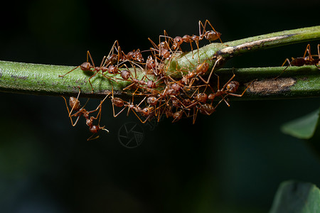 分处的红色Ant动物团队叶子绿色背景图片