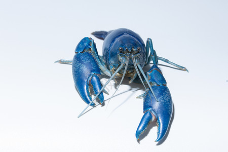 螯肢Cherax 破坏器动物蓝色海鲜白色螯虾背景