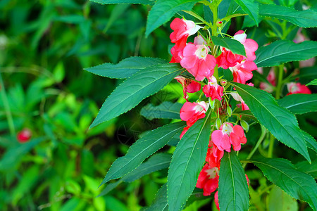 红荆棘花园Balsam 玫瑰Balsam红花束花背景