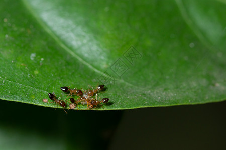 植物上的宏Ants宏观动物团队红色昆虫背景图片