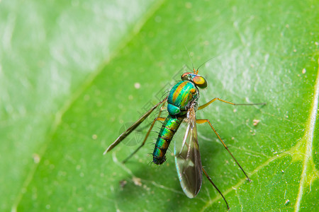 长腿苍蝇在绿叶上的昆虫背景图片