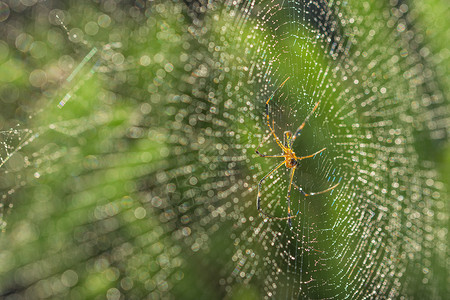 在蜘蛛网上捕一只特端蜘蛛绿色黑色背景图片