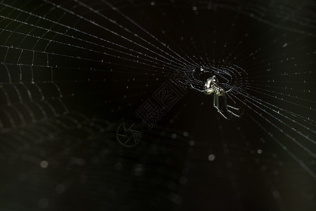 拿一个特写蜘蛛绿色黑色背景图片